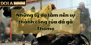 Những Lý Do Làm Nên Sự Thành Công Của Đá Gà Thomo