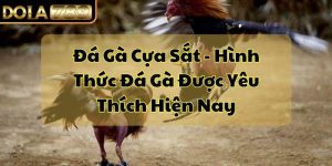 Đá Gà Cựa Sắt - Hình Thức Đá Gà Được Yêu Thích Hiện Nay